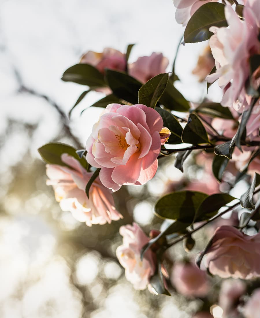 Blommor och arrangemang runt kistan